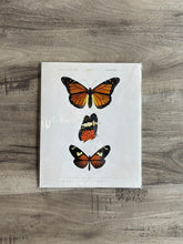 Print Vintage Botanical Collection