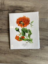 Print Vintage Botanical Collection