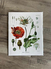 Print Vintage Botanical Collection